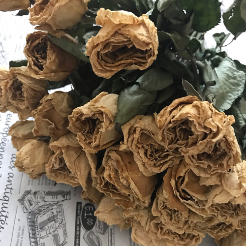 ドライフラワー中輪バラ約200本ちょいまとめ売り お得！ドライフラワー】薔薇 ばら バラ 白 30本 30㎝ ドライ
