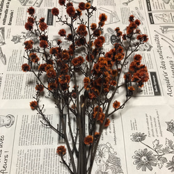 ドライ】スターリンジア 5本30㎝ ドライフラワー muni♡muni ☆プロフ