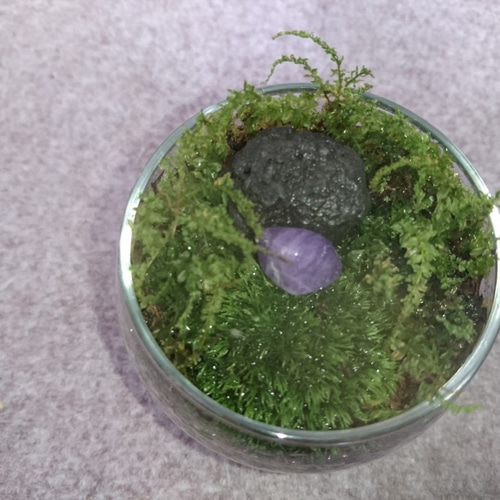 苔テラリウム サンドアート 苔ジェルテラリウム【ケース付き