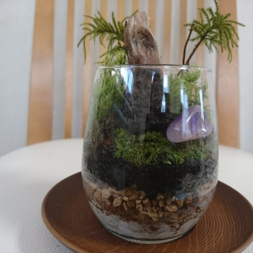 苔テラリウム コウヤノマンネングサ（コレクションケース、流木