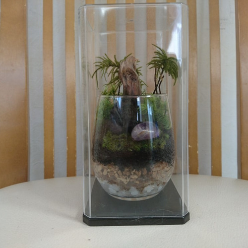 苔テラリウム コウヤノマンネングサ（コレクションケース、流木