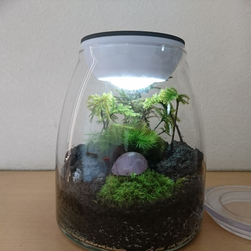 苔テラリウム コウヤノマンネングサの森（LEDライト付き） テラリウム