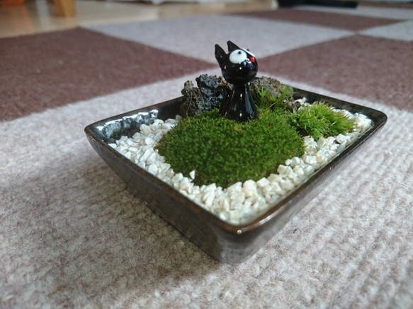 【Creema限定 福袋】苔テラリウム ミニ盆栽庭園風 黒猫の庭園 2点セット 4枚目の画像