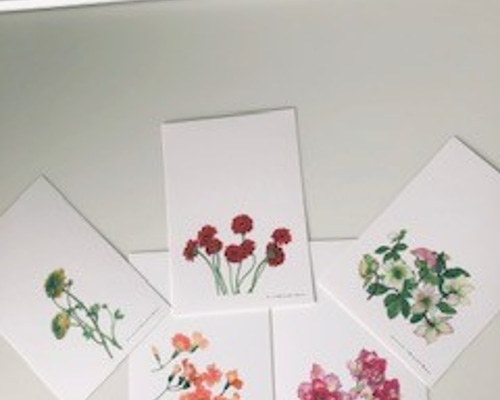 花の絵 花の絵