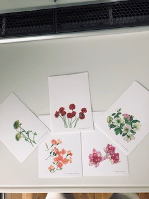 花の水彩画・絵はがき 絵画 ミセスホワイト 通販 10404039