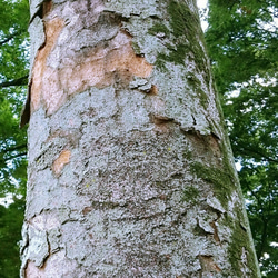waniwani様専用 ケヤキの樹皮  /  サージカルステンレスピアス『 受注制作』 3枚目の画像