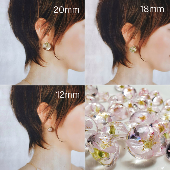 本物の桜 耳飾り2024　(20mm)サージカルステンレスピアス/ イヤリング/　卒業式　入学式 6枚目の画像