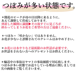 《送料無料》生花鉢植え★「赤系いろいろ」金賞農家の産地直送★大ぶり母の日カーネーション★5号鉢 6枚目の画像