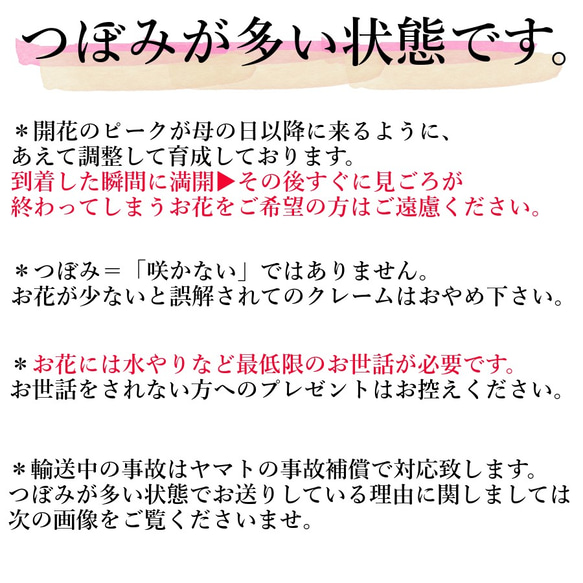 《送料無料》生花鉢植え★「赤系いろいろ」金賞農家の産地直送★大ぶり母の日カーネーション★5号鉢 6枚目の画像