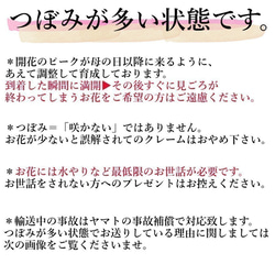 金賞農家直送★《送料無料》生花鉢植え★「リアン」大ぶり母の日カーネーション★5号鉢 8枚目の画像