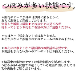 金賞農家地直送★「ピンクエクレア」生花鉢植え★大ぶり・母の日カーネーション★5号鉢 8枚目の画像