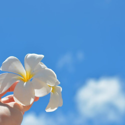 脳活旅行へ　リアル花ノ香　プルメリア　　天然香料　和香水　アロマ香水　ハワイ旅行　南国 5枚目の画像