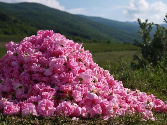 薔薇の谷へ脳活旅行　ブルガリアンローズ”薔薇ノ楽園”10ml復活　天然香料だけの薔薇香水　和香水　アロマ香水　 2枚目の画像