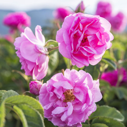 優雅に嗅ぐ楽しみ　薔薇の花束　和薔薇＆薔薇ノ楽園＆青薔薇　10ml×３　嗅ぎくらべ　リアル花ノ香　 4枚目の画像