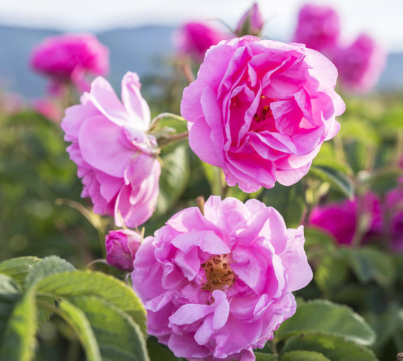 優雅に嗅ぐ楽しみ　薔薇の花束　和薔薇＆薔薇ノ楽園＆青薔薇　10ml×３　嗅ぎくらべ　リアル花ノ香　 4枚目の画像