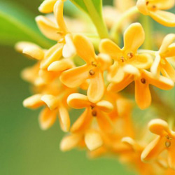 【改良】リアル金木犀15ml　生花の再現　生花のフレグランス　ファブリックミスト 2枚目の画像