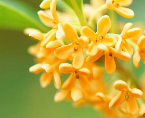 【改良】リアル金木犀15ml　生花の再現　生花のフレグランス　ファブリックミスト 2枚目の画像