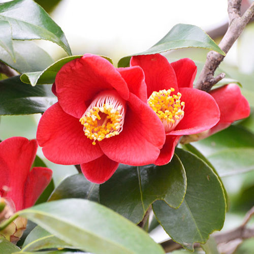 リアルにおい椿ノ香 10ml 生花の再現 生花のフレグランス ファブリック