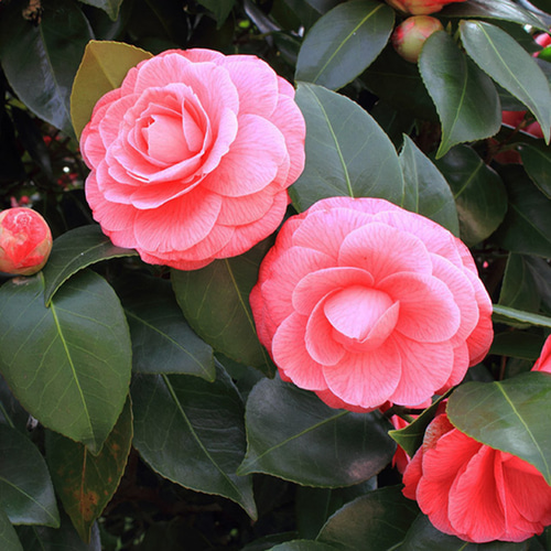 リアルにおい椿ノ香 10ml 生花の再現 生花のフレグランス ファブリック