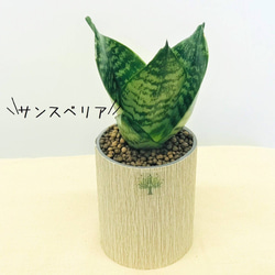 プランツポットＭサイズ　（取り換え用観葉植物）　観葉植物　ネオコール　ハイドロカルチャー　観葉植物 2枚目の画像
