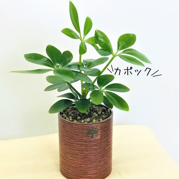 プランツポットLサイズ　（取り換え用観葉植物）　観葉植物　ネオコール　ハイドロカルチャー　観葉植物 4枚目の画像