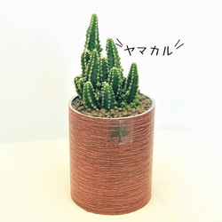 プランツポットLサイズ　（取り換え用観葉植物）　観葉植物　ネオコール　ハイドロカルチャー　観葉植物 5枚目の画像