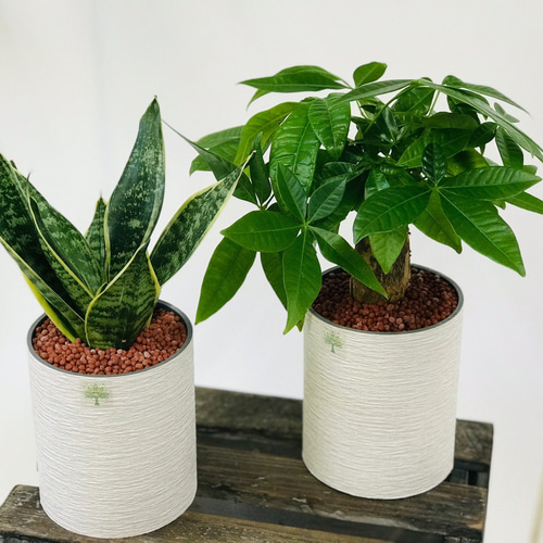 カラーサンドアート♡観葉植物セット♡オリジナル♡名入れプレゼント