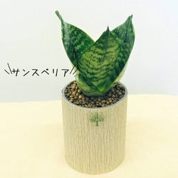 プランツポットＳサイズ　（取り換え用観葉植物）　観葉植物　ネオコール　ハイドロカルチャー　観葉植物 2枚目の画像