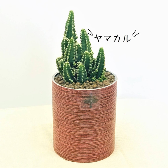 プランツポットＳサイズ　（取り換え用観葉植物）　観葉植物　ネオコール　ハイドロカルチャー　観葉植物 5枚目の画像