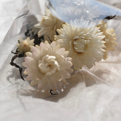 よの61 ヘリクリサム 貝細工 ドライフラワー 0_f3010aa65bdf2183977e901f4dc0