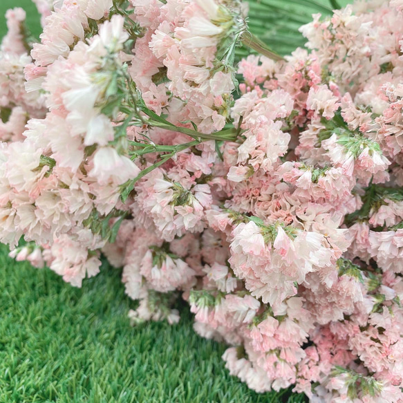 スターチス ドライフラワー ハニーアプリ 花材 その他素材 Large