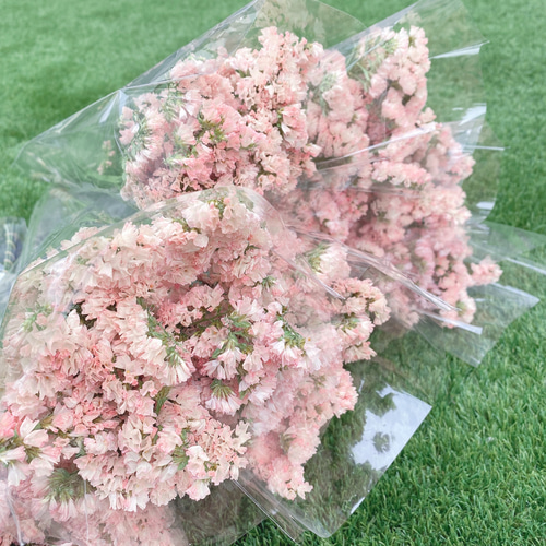 スターチス ドライフラワー ハニーアプリ 花材 その他素材 Large