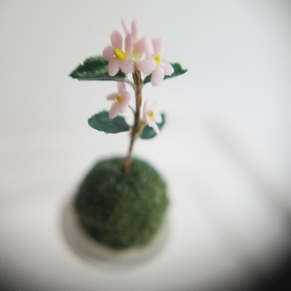 苔玉　ピンク花　ミニチュア　otomenokai　オトメノカイ 2枚目の画像