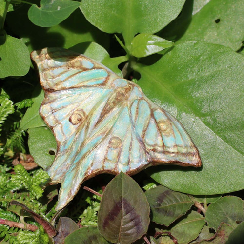 イザベラミズアオ その他アクセサリー シマ堂 通販 9959178｜Creema