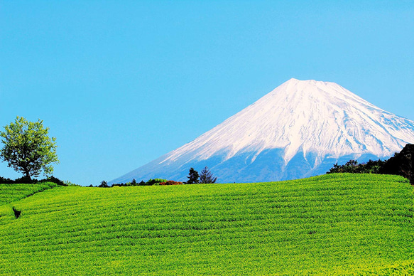 ポスト投函便、送料込　高級玉露　静岡牧之原産　１００g 4枚目の画像