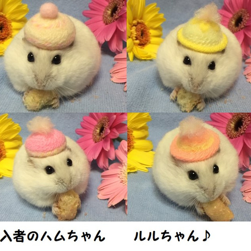 ﾊﾑｽﾀｰ用帽子 ｼﾞｬﾝ女子（Aセット） ペット服・アクセサリー SAL子 通販 