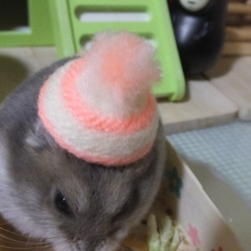 ﾊﾑｽﾀｰ用帽子 ｼﾞｬﾝ女子（Dセット） ペット服・アクセサリー SAL子 通販