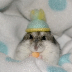 0_c8c4d18aa6b2440b23eaab413710