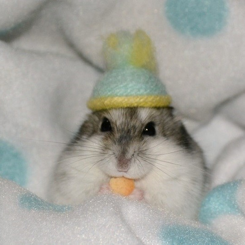 ﾊﾑｽﾀｰ用帽子 にぼし君 ペット服・アクセサリー SAL子 通販 5401219