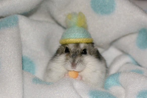 ﾊﾑｽﾀｰ用帽子 にぼし君 ペット服・アクセサリー SAL子 通販 5401219