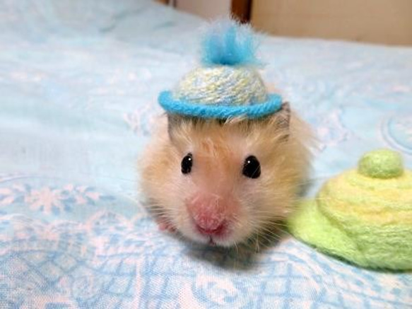 ﾊﾑｽﾀｰ用帽子 レニー君 ペット服・アクセサリー SAL子 通販 5401272