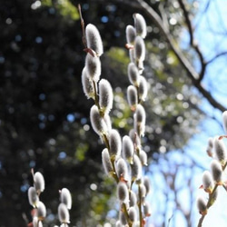 手ぬぐい　ろう梅と猫柳×白練色（しろねりいろ） 4枚目の画像