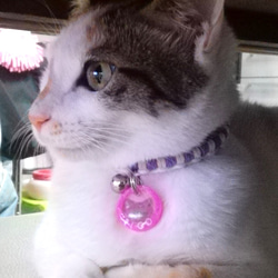 オーダーメイド☆銀色のネコを埋め込んだ個性的でお洒落な迷子札 4枚目の画像
