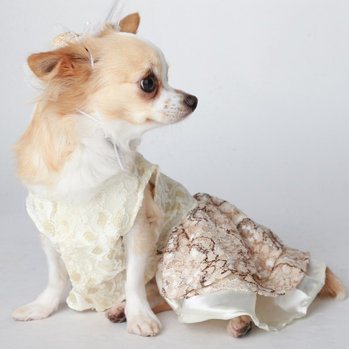 犬用お洋服 シフォンワンピ ミルキーローズ ペット服 ペット服 犬用お洋服 シフォンワンピ ミルキーローズ ペット服 ペット服