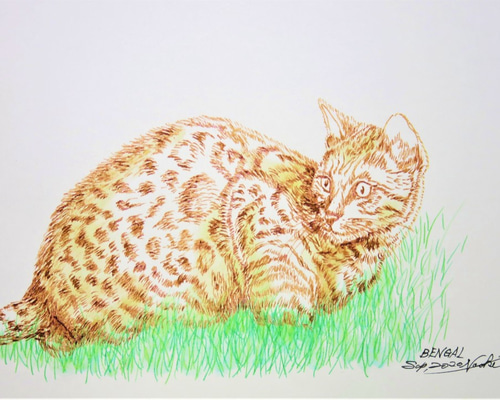 ガラスペン画 デッサン 一点物 猫 CAT BENGAL スケッチブック182