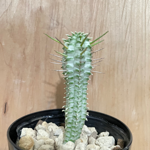 ユーフォルビア マミラリス その他インテリア雑貨 __@verdeplants__