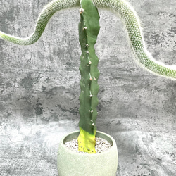 接木　猫のしっぽ　紐サボテン　鉢物　植物 1枚目の画像