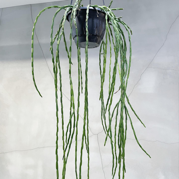リプサリスパラドクサ　観葉植物 2枚目の画像