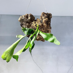 コウモリラン　コルクハンギング　観葉植物 1枚目の画像