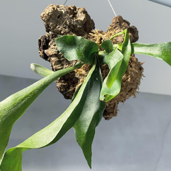 コウモリラン　コルクハンギング　観葉植物 2枚目の画像